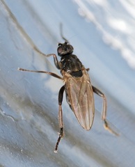 Sphaerocera curvipes