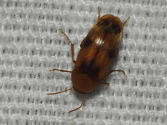Diclidia