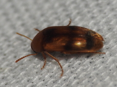 Diclidia