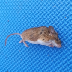 Mus minutoides
