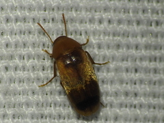 Diclidia
