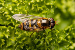 Epistrophe nitidicollis