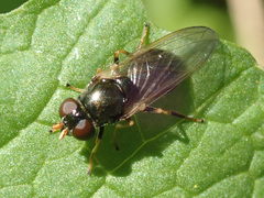 Cheilosia pagana