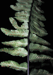 Asplenium kunzeanum