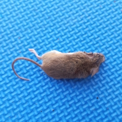 Mus minutoides
