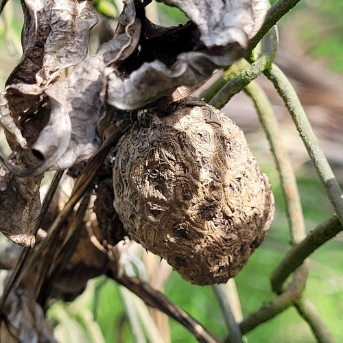 Water yam (Dioscorea alata)