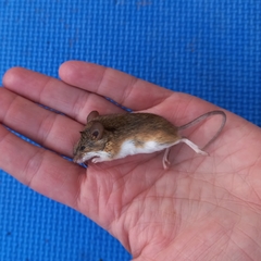 Mus minutoides
