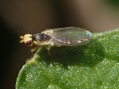 Phytomyza rufipes
