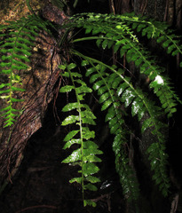 Asplenium pteropus