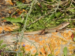 Podarcis pityusensis