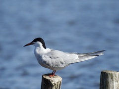 Sterna hirundo