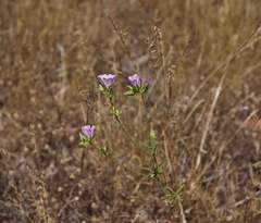Sidalcea hartwegii