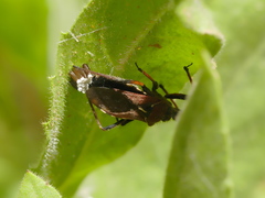 Rhynocoris erythropus