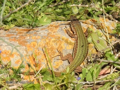 Podarcis pityusensis