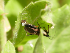 Rhynocoris erythropus