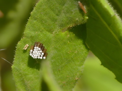Rhynocoris erythropus