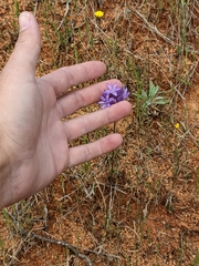 Dichelostemma multiflorum