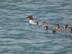 Mergus merganser