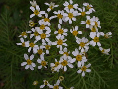 Gonospermum ferulaceum