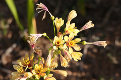 Calostemma luteum