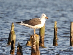 Larus fuscus