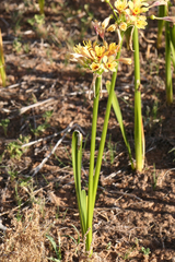 Calostemma luteum
