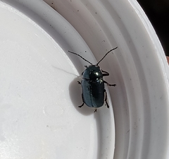 Cryptocephalus violaceus