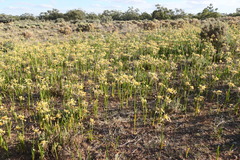 Calostemma luteum