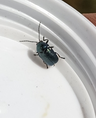 Cryptocephalus violaceus