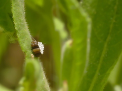 Rhynocoris erythropus