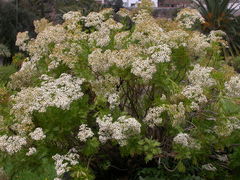 Gonospermum ferulaceum