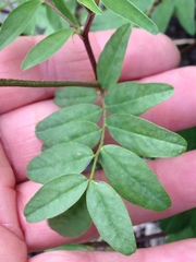 Astragalus robbinsii