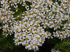 Gonospermum ferulaceum