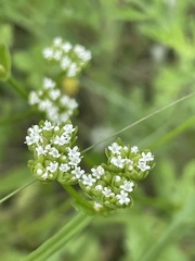 Valerianella nuttallii