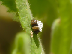 Rhynocoris erythropus