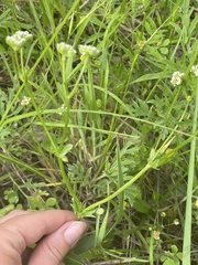 Valerianella nuttallii