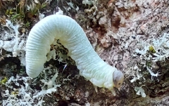 Apethymus abdominalis