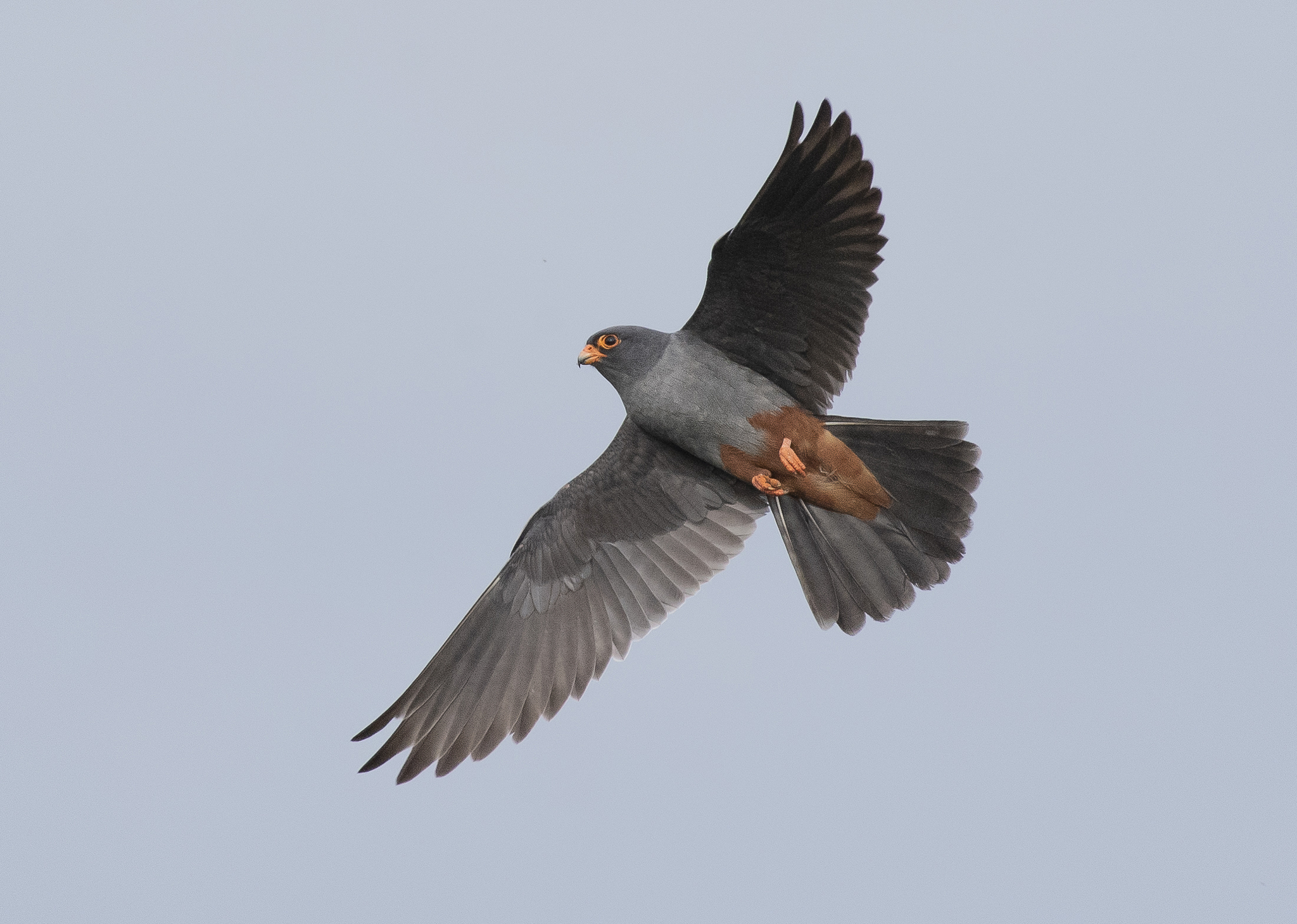 Red-footed Falcon (Falco vespertinus)