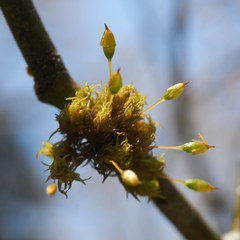 Orthotrichum pulchellum