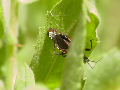 Rhynocoris erythropus