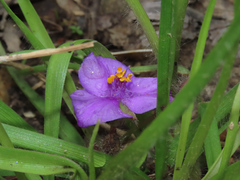 Tradescantia tharpii
