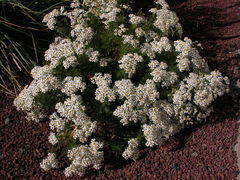 Gonospermum ferulaceum