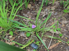 Tradescantia tharpii