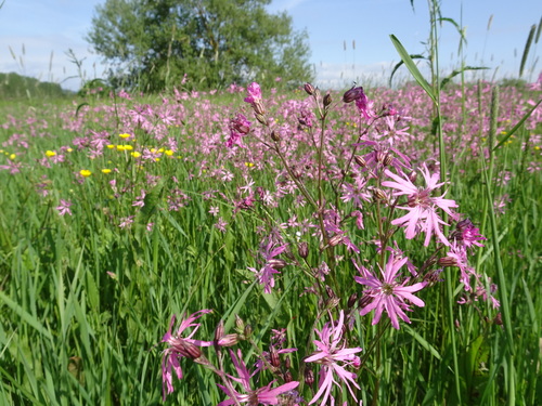 Silene flos-cuculi (Silene flos-cuculi)