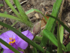 Tradescantia tharpii