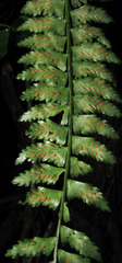 Asplenium pteropus