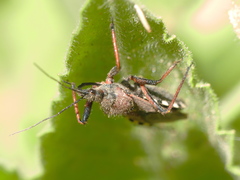 Rhynocoris erythropus