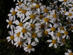 Gonospermum ferulaceum