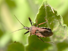 Rhynocoris erythropus