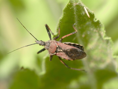 Rhynocoris erythropus